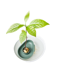 amazing avocado floater blad groen